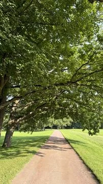 A peaceful park path shaded by a large oak tree with lush green foliage Stock Photos