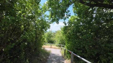 Peaceful Park Path Surrounded by Lush Green Trees on a Sunny Summer Day Stock Footage 339677729