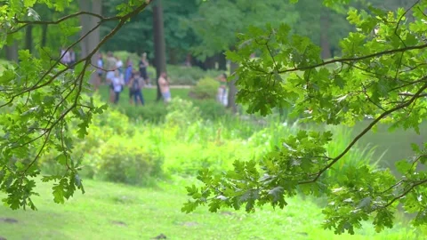 A peaceful park pathway surrounded by dense greenery, captured in 4K slow m.. Stock Footage 284535234