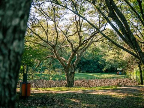 Peaceful park scene with a large tree and dappled sunlight Stock Photos