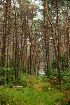 Peaceful path in a pine forest. A lot of pine trees. Stock Photos