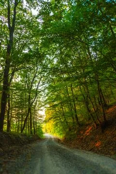 Peaceful Path Through Lush Forest Stock Photos