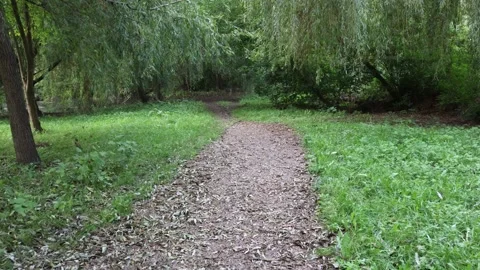 A Peaceful Path through Weeping Willow Forest in Summer, Green Grass, Fallen Stock Footage 318262175