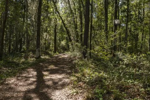 Peaceful path through the woods. Less travel path in  South Carolina, United  Stock Photos