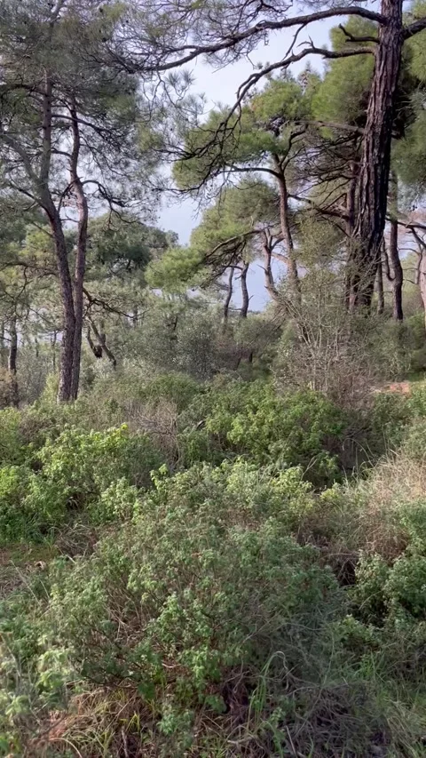 Peaceful Pine Forest with Dense Green Vegetation and Natural Woodland Scenery Stock Footage 342154440