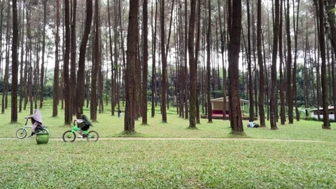 A peaceful pine forest park with tall, straight tree trunks stretching upward 库存影片 333809400