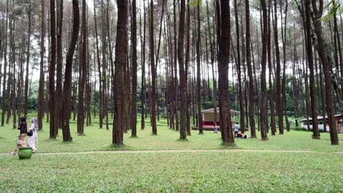 A peaceful pine forest park with tall, straight tree trunks stretching upward Stockbeeldmateriaal 333834792