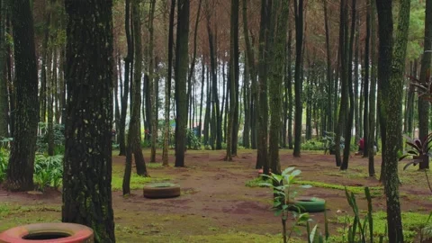 Peaceful Pine Forest Scene with Rustic Elements on Overcast Day Video stock 333320290
