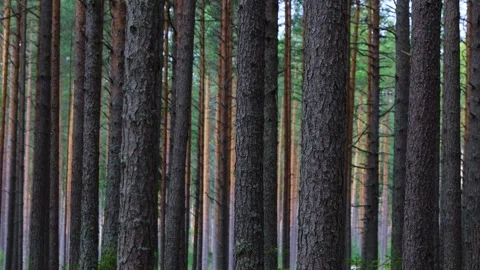 A peaceful pine forest with tall, straight tree trunks, Video stock 284845829