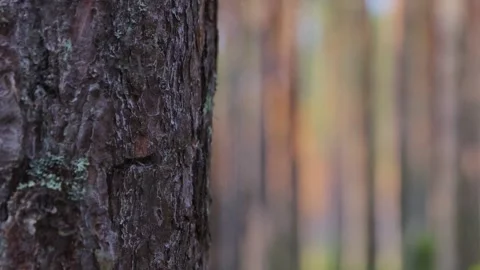 A peaceful pine forest with tall, straight tree trunks Video stock 284846445