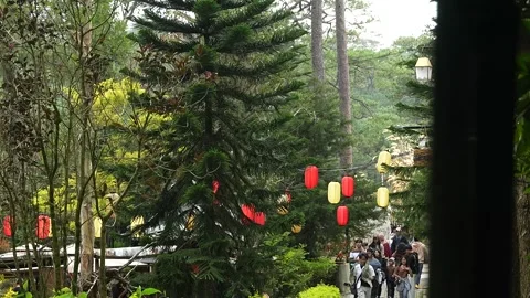 Peaceful Pine Tree in Mountain Forest Natural Landscape Stock Footage 329011273