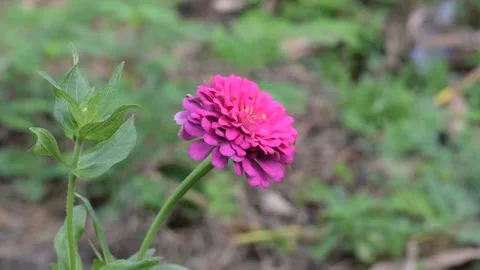Peaceful Pink 스톡 동영상 237155762