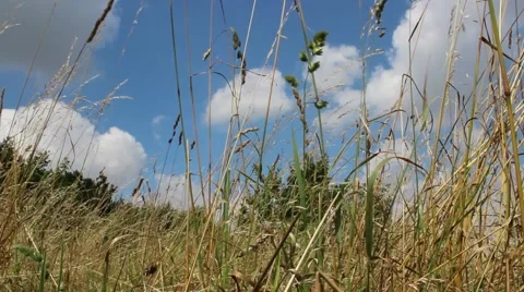 Peaceful place in the grass Stock Footage 40296523