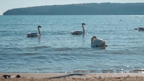 Peaceful place. Idyll. Swans in the sea. A family of birds. Floating birds. Stock Footage
