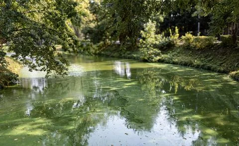 Peaceful Pond with Algae Surrounded by Trees in Szyd?owiec Park Stock Photos