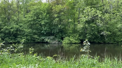 Peaceful Pond with Beautiful Tree Reflections in Amsterdam Forest, Netherlands Stock-Footage 343015909
