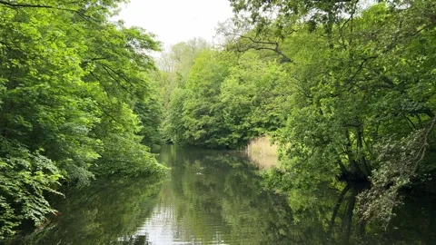 Peaceful Pond with Beautiful Tree Reflections in Amsterdam Forest, Netherlands Stock Footage 343015932