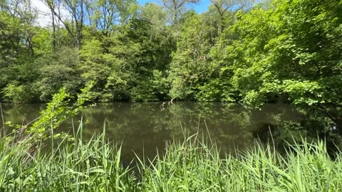 Peaceful Pond with Beautiful Tree Reflections in Amsterdam Forest, Netherlands Video stock 343015957