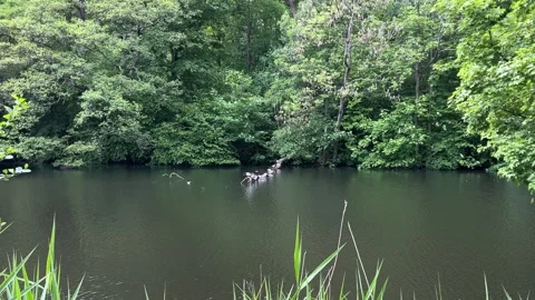 Peaceful Pond with Beautiful Tree Reflections in Amsterdam Forest, Netherlands Stock-Footage 343016322