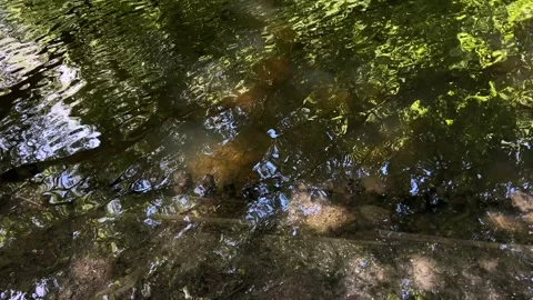 Peaceful Pond with Beautiful Tree Reflections in Amsterdam Forest, Netherlands Video stock 343020394