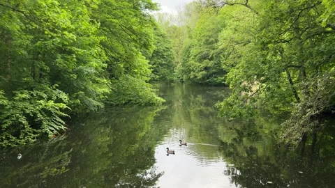 Peaceful Pond with Beautiful Tree Reflections in Amsterdam Forest, Netherlands Video stock 343020866