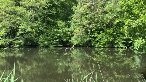 Peaceful Pond with Beautiful Tree Reflections in Amsterdam Forest, Netherlands Stock Footage 343022363