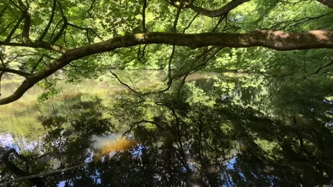 Peaceful Pond with Beautiful Tree Reflections in Amsterdam Forest, Netherlands Stock-Footage 343024270