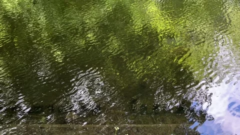 Peaceful Pond with Beautiful Tree Reflections in Amsterdam Forest, Netherlands Video stock 343024729