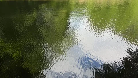 Peaceful Pond with Beautiful Tree Reflections in Amsterdam Forest, Netherlands Stock-Footage 343024839