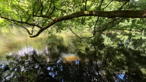 Peaceful Pond with Beautiful Tree Reflections in Amsterdam Forest, Netherlands Video stock 343025320