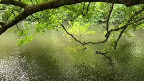 Peaceful Pond with Beautiful Tree Reflections in Amsterdam Forest, Netherlands Stock-Footage 343025500