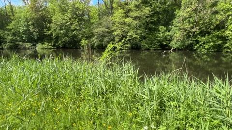 Peaceful Pond with Beautiful Tree Reflections in Amsterdam Forest, Netherlands Stock-Footage 343025787