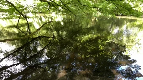 Peaceful Pond with Beautiful Tree Reflections in Amsterdam Forest, Netherlands Stock-Footage 343025960