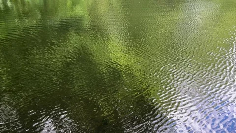 Peaceful Pond with Beautiful Tree Reflections in Amsterdam Forest, Netherlands 動画素材 343026001