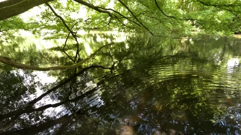 Peaceful Pond with Beautiful Tree Reflections in Amsterdam Forest, Netherlands Stock-Footage 343026366