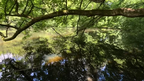 Peaceful Pond with Beautiful Tree Reflections in Amsterdam Forest, Netherlands Видео 343026805