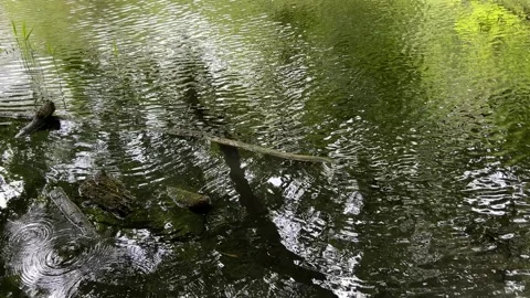 Peaceful Pond with Beautiful Tree Reflections in Amsterdam Forest, Netherlands Video stock 343026832