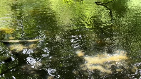 Peaceful Pond with Beautiful Tree Reflections in Amsterdam Forest, Netherlands Video stock 343026860