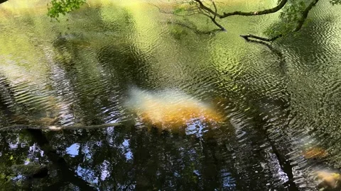 Peaceful Pond with Beautiful Tree Reflections in Amsterdam Forest, Netherlands Vídeos de archivo 343027845