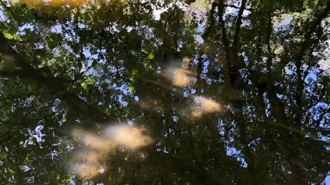 Peaceful Pond with Beautiful Tree Reflections in Amsterdam Forest, Netherlands Stock Footage 343028560