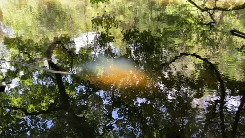 Peaceful Pond with Beautiful Tree Reflections in Amsterdam Forest, Netherlands 스톡 동영상 343028710