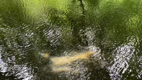 Peaceful Pond with Beautiful Tree Reflections in Amsterdam Forest, Netherlands Stock Footage 343028819