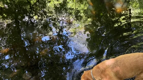Peaceful Pond with Beautiful Tree Reflections in Amsterdam Forest, Netherlands Video stock 343028898