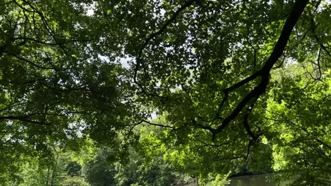 Peaceful Pond with Beautiful Tree Reflections in Amsterdam Forest, Netherlands Video stock 343028987