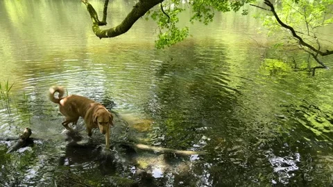 Peaceful Pond with Beautiful Tree Reflections in Amsterdam Forest, Netherlands Stock-Footage 343029026