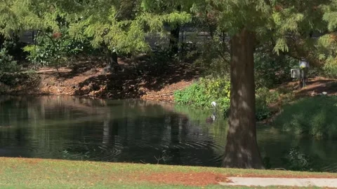 Peaceful pond inside Sam Houston Park in Houston, TX Stock Footage 281685669