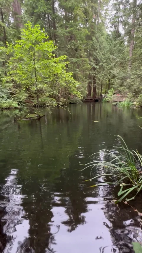 A peaceful pond mirrors the surrounding trees and greenery Видео 313954116