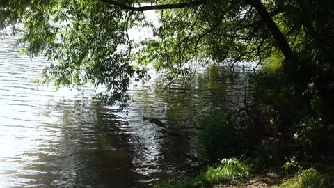 Peaceful pond reflections in the water Stock Footage 158452487
