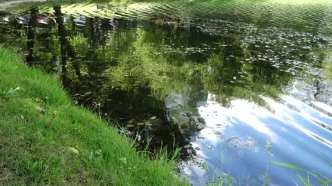 Peaceful pond reflections in the water Stock Footage 158452520