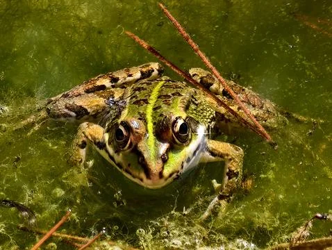 Peaceful pond sentinel, tranquil pond scene with centered frog displaying b.. Stock Photos